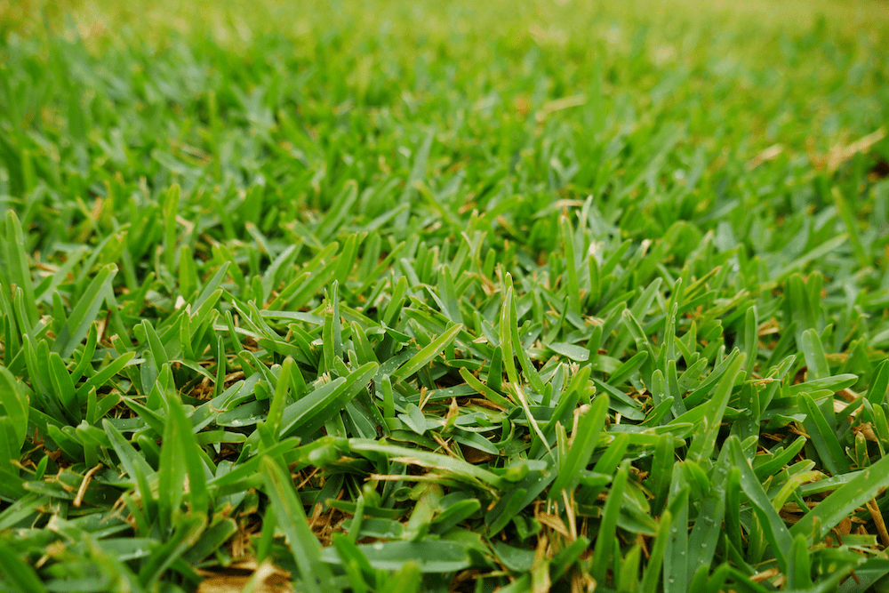 turf installation